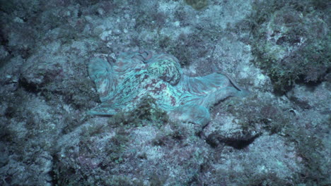 Un-Pulpo-De-Arrecife-Caribeño-Se-Mueve-A-Lo-Largo-Del-Fondo-Del-Océano-Por-La-Noche,-Ondulando-Y-Cambiando-De-Color