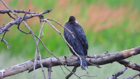 cormorant in pond uhd mp4 4k video .