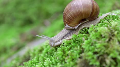 helix pomatia also roman snail, burgundy snail