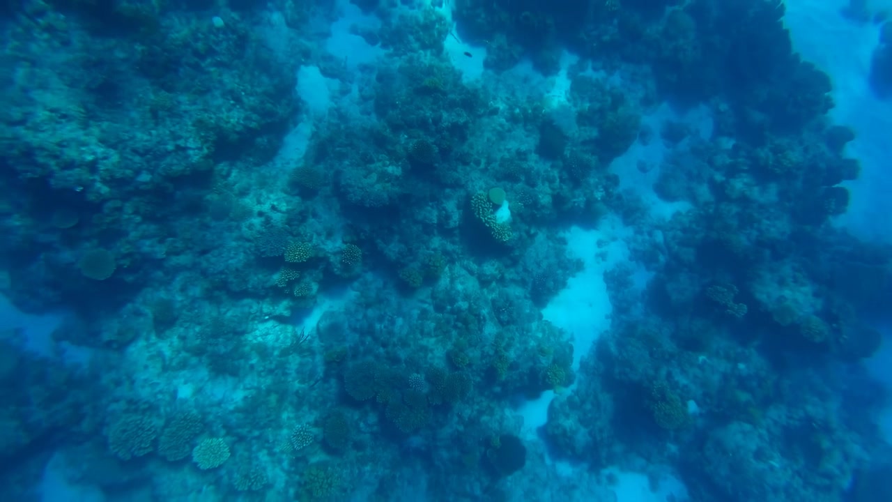 Vista aérea submarina del fondo marino de arrecife de coral, luz turquesa iluminando cabezas de coral dispersas, canales de arena.