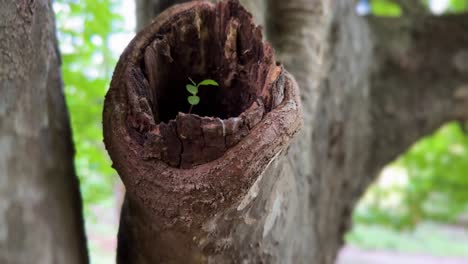 Pequeña-Planta-Verde-En-La-Temporada-De-Verano-Crece-Dentro-Del-Agujero-Del-Tronco-Del-árbol-Primavera-Paisaje-Natural-Del-Bosque-De-Hyrcanian-En-Irán-Maravillosa-Naturaleza-Belleza-Parrotia-Persica-Persa-Palo-De-Hierro-Follaje-Verde-Salvaje-Exuberante