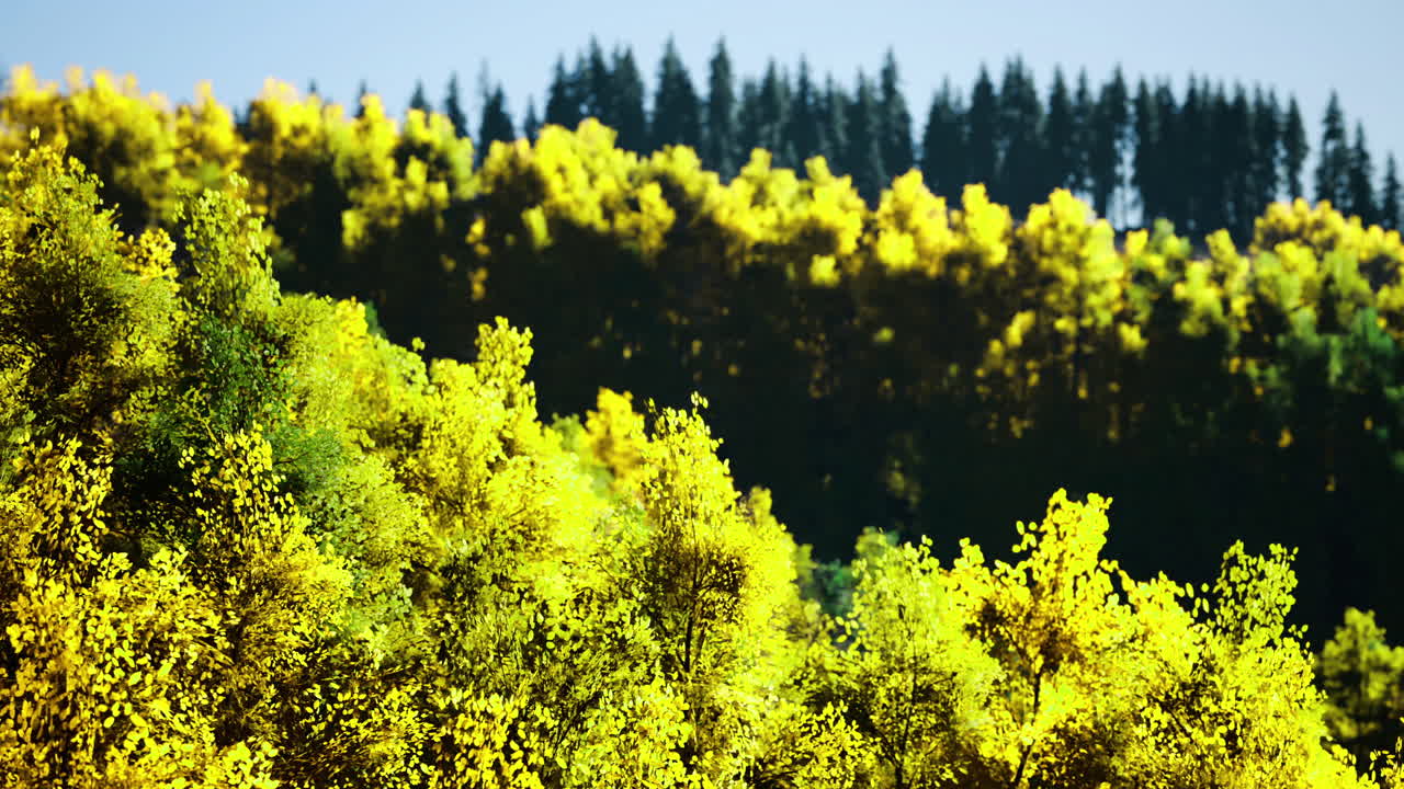 Colorful autumn landscape with bright yellow leaves and green trees