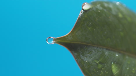 vertical of drops of water drip from the green leaves down on the blue background