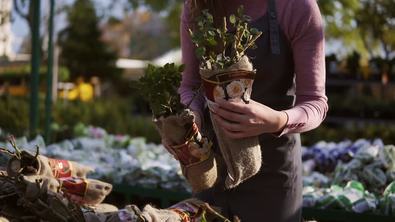 mujer joven en el invernadero con flores comprueba las raíces de rosas para la venta. florista atractiva sonriente en delantal examinando y arreglando las raíces de rosas