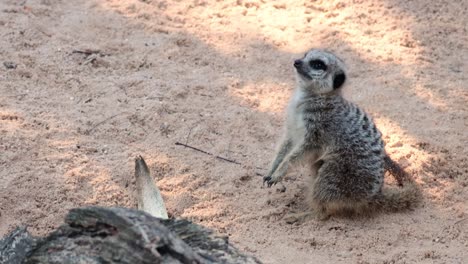 meerkats exploring and interacting in their enclosure