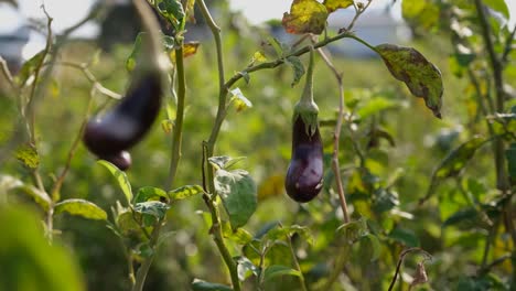 a farmer harvests ripe eggplant