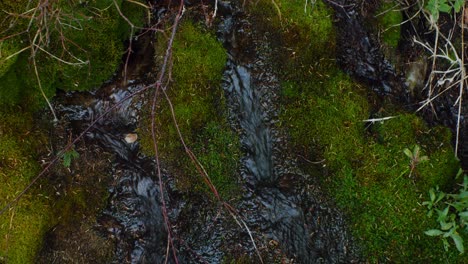 Water-stream-flowing-trough-green-moss