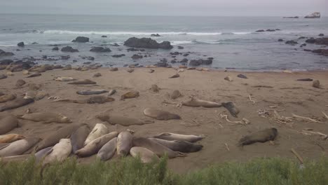 Gimbal-dolly-panning-shot-of-a-large-northern-elephant-seal-colony-at-Piedras-Blancas,-California