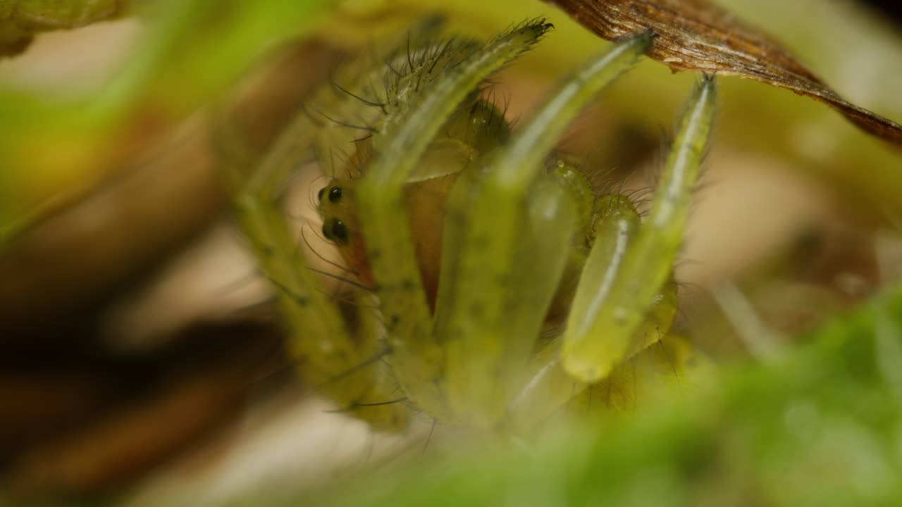 macro toma de lindo pepino araña verde camuflado entre el follaje verde del bosque