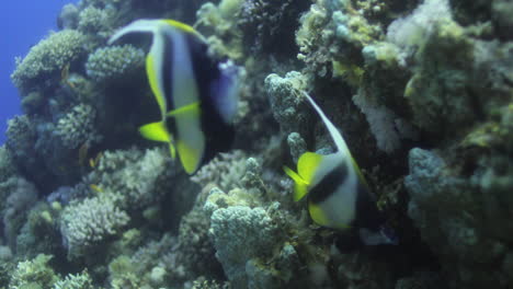 Falterfische-Im-Korallenriff-Des-Roten-Meeres-In-Ägypten