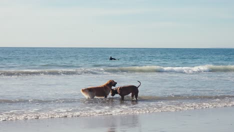 Couple of Dogs Having Fun in Shallow Ocean Water at Beach, Slow Motion