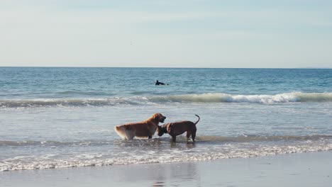 couple of dogs having fun in shallow ocean water at beach, slow motion