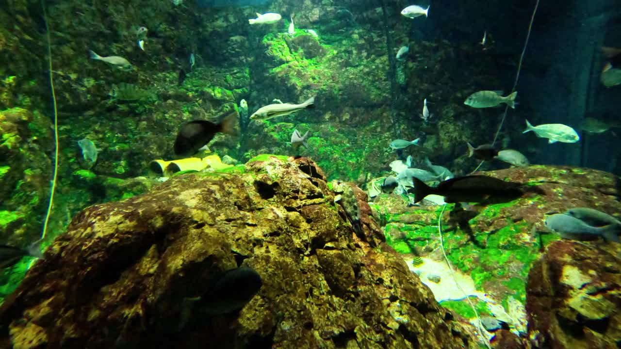 escenas tranquilas de peces nadando en un acuario