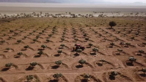 Jardín-De-Higueras-Riego-De-árboles-Por-Parte-De-La-Población-Local-Granjero-Y-Desierto-De-Lago-Salado-En-El-Fondo-De-La-Montaña-En-La-Temporada-De-Verano-Seco-Y-Caluroso-En-El-Campo-Temporada-De-Cosecha-Irán-Pueblo-Rural-Ciudad-Agricultura-De-Secano-Habilidad