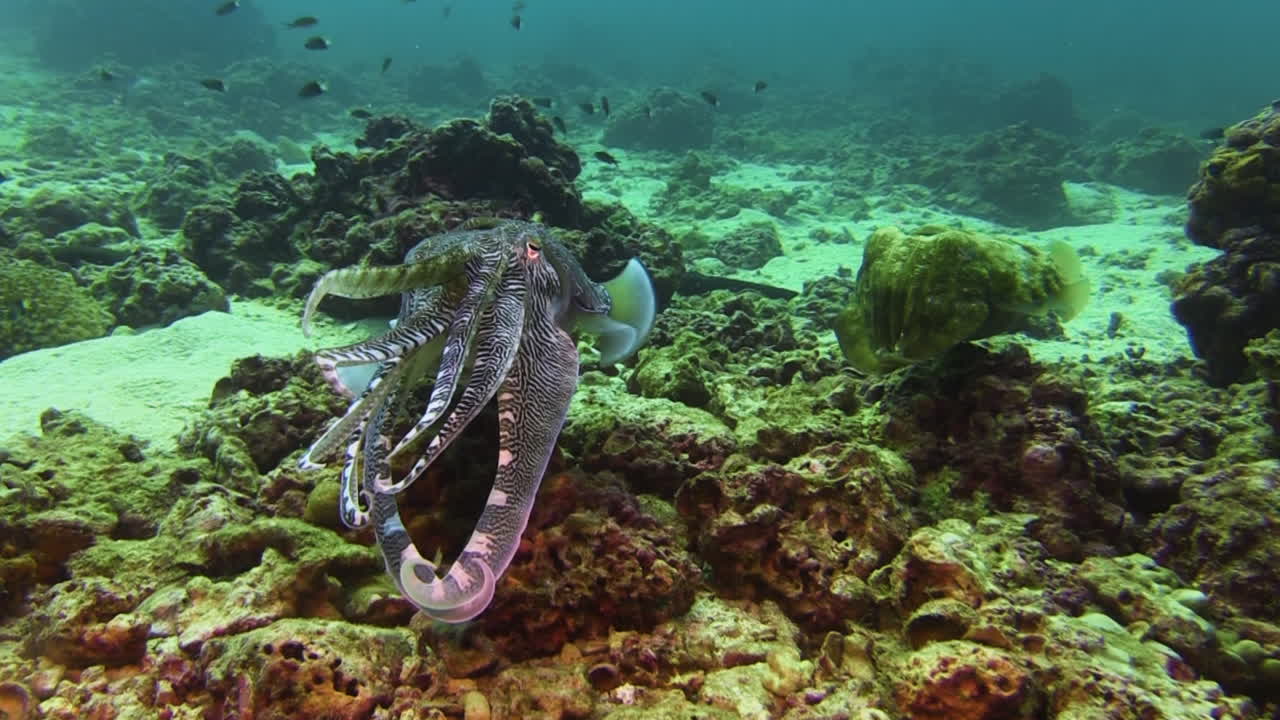 Male and female Pharaoh cuttlefish during courtship