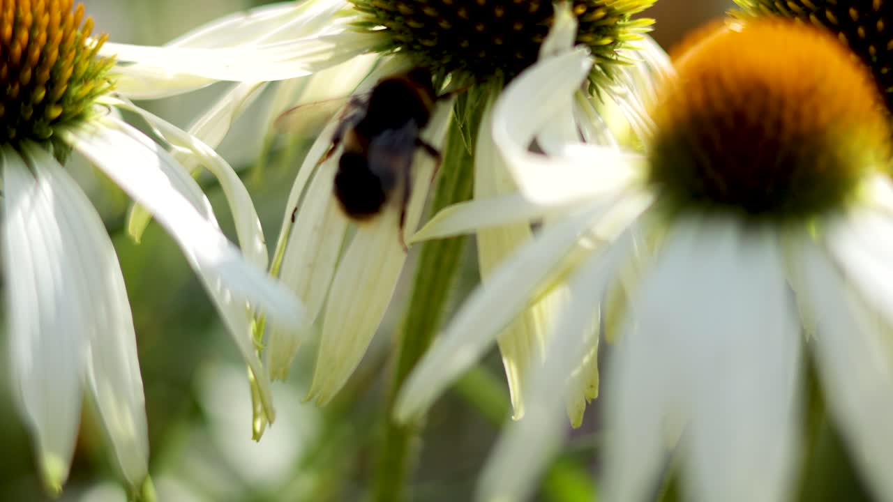 interactuando con la flor de la abeja echinacea en cardiff
