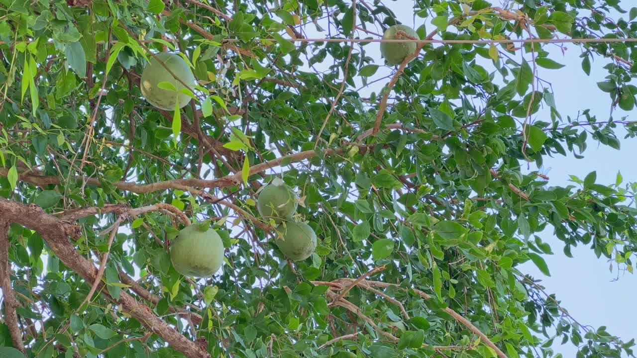 Close-up of Aegle marmelos (Bel fruit) tree with round green fruits hanging among dense leaves under bright daylight, symbolizing tropical nature and traditional Indian flora