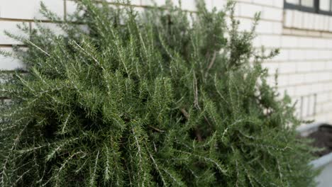 slow pull-out revealing a lush rosemary bush in a backyard garden, ideal for cooking and sustainable living visuals