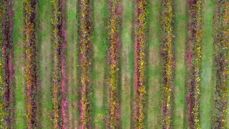 Top-view-of-rows-blackcurrant-bushes,-cultivated-land