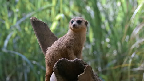 Einzelnes-Erdmännchen-Im-Wachdienst