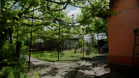 Exuberante-Patio-Trasero-De-Casa-De-Campo-Verde-Con-Vid-De-Uva-Y-Plantas-Verdes