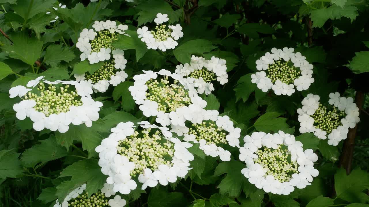 bush guelder rose viburnum tinus día de sol 4k