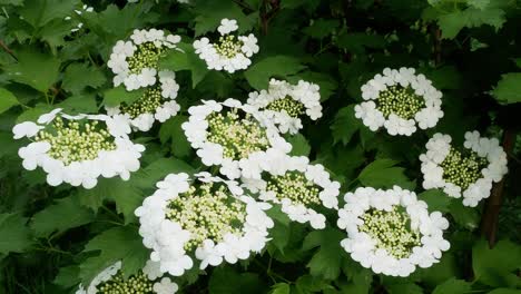 bush guelder rose viburnum tinus sunny day 4k