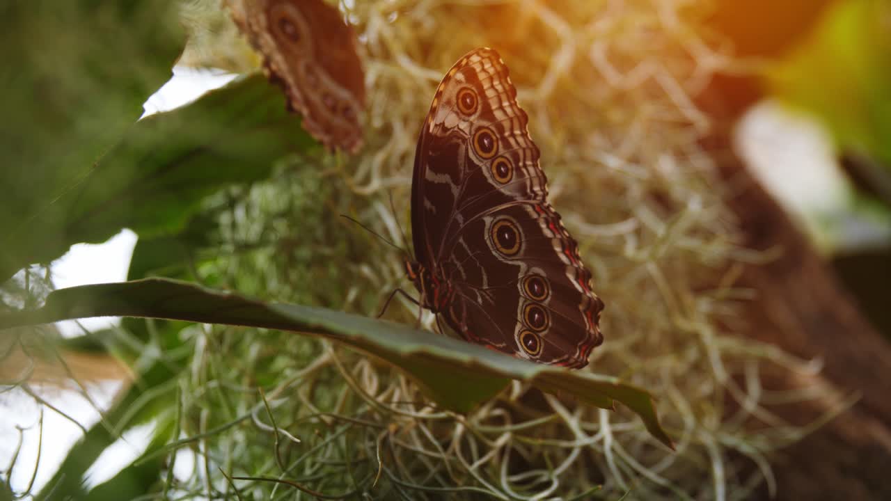 hermosa mariposa colorida sentada en una hoja verde, vista de mano de cerca
