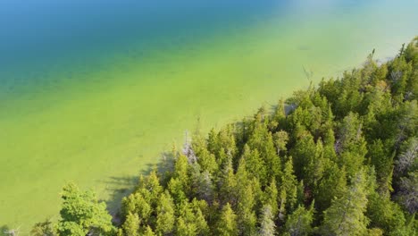 wooded shore with calm lake in georgian bay, ontario canada