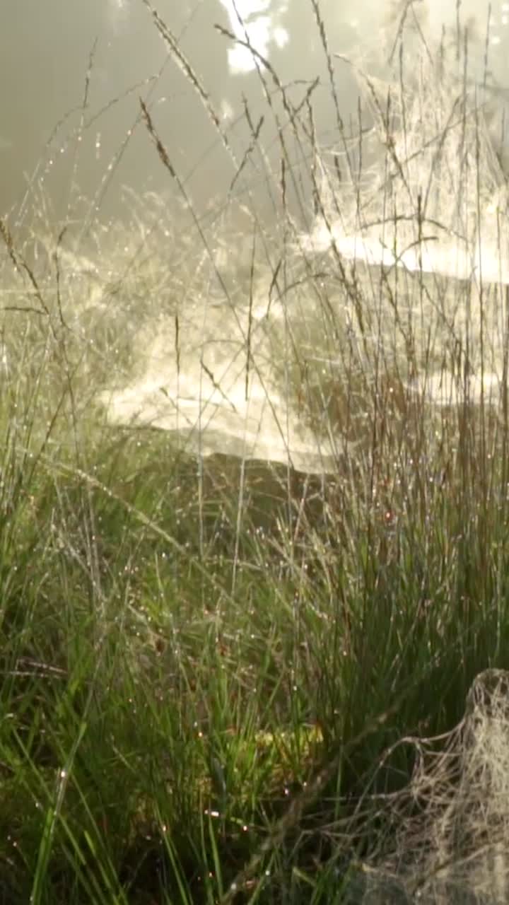 prado nublado de la mañana con telas de araña cubiertas de rocío