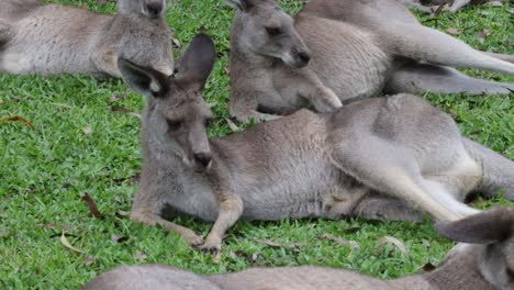 kangaroos lounging together on green grass