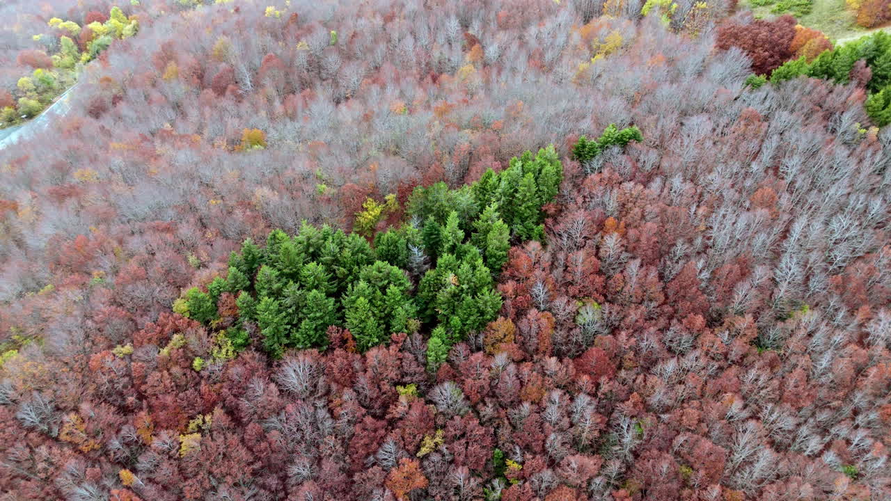 Aerial view of colorful forest during autumn with lush green trees in focus