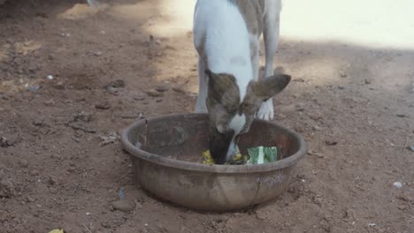 a dog eating corn of an old bowl in the streets of goa, india