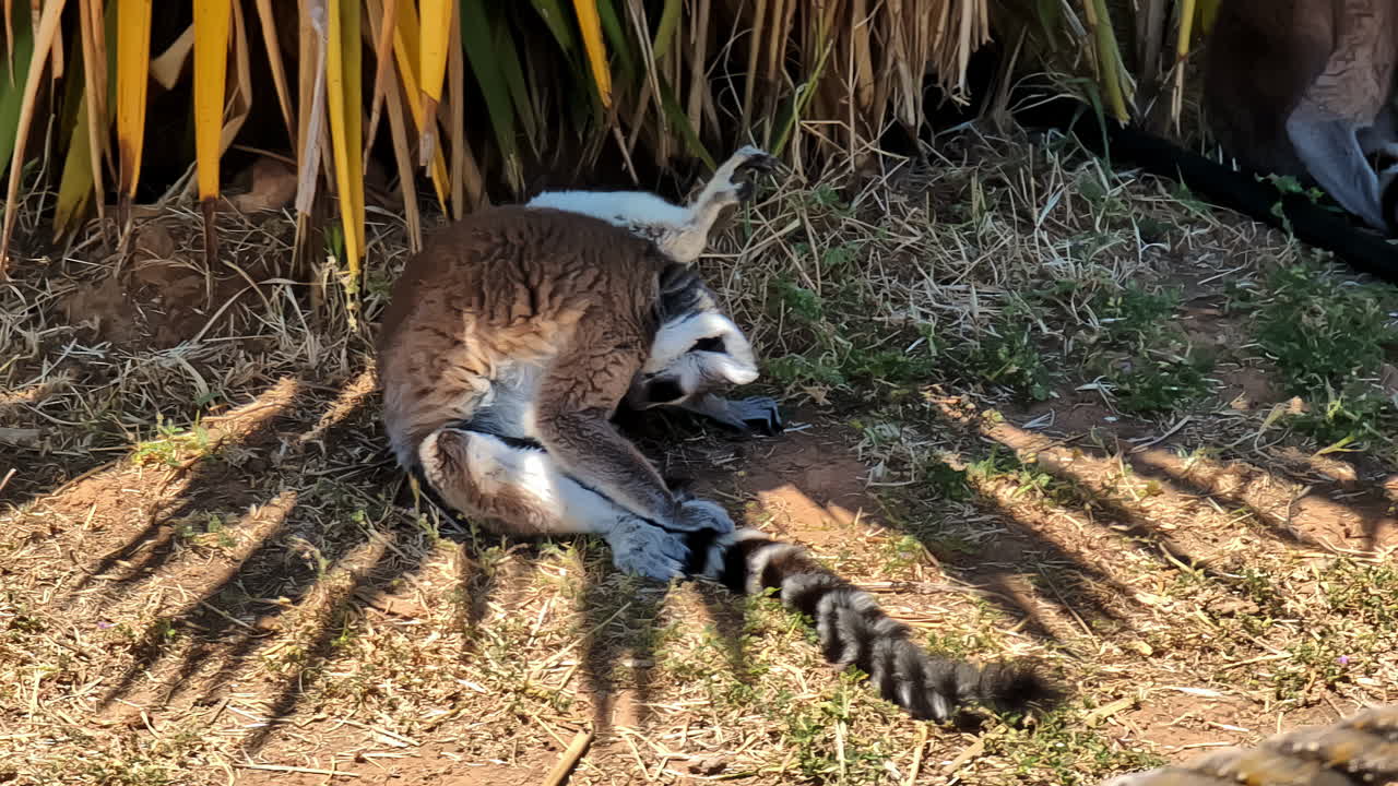 Ring-tailed Lemur Resting in the Sun