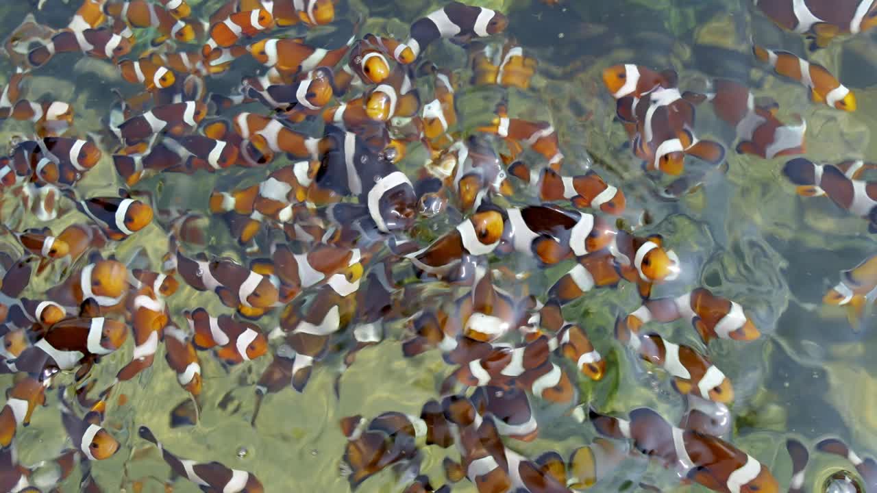 Explore a lively underwater scene where clownfish thrive among coral reefs.