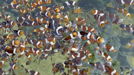 explore a lively underwater scene where clownfish thrive among coral reefs.