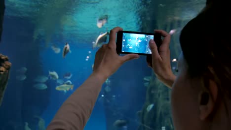 woman taking pictures of fishes with smartphone