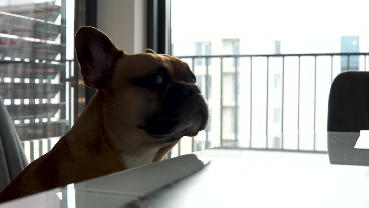 French Bulldog Dog Breed Is Sitting On A Chair And Go Down