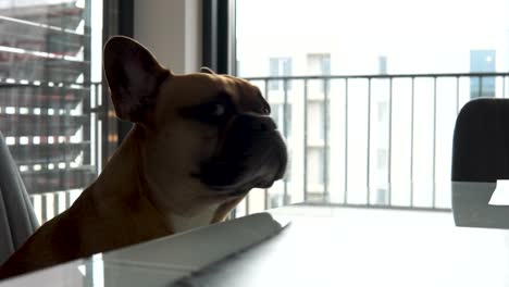 french bulldog dog breed is sitting on a chair and go down