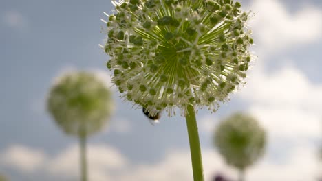 primer plano con un fondo borroso de un cielo de flores blancas alliums y una abeja recogiendo néctar