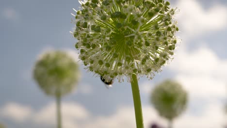 close up shot with a blurred background of a sky of white alliums flowers and a bee collecting nectar