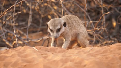 Meerkat-Cavando-En-Busca-De-Comida-En-La-Arena-Del-Desierto-De-Kalahari