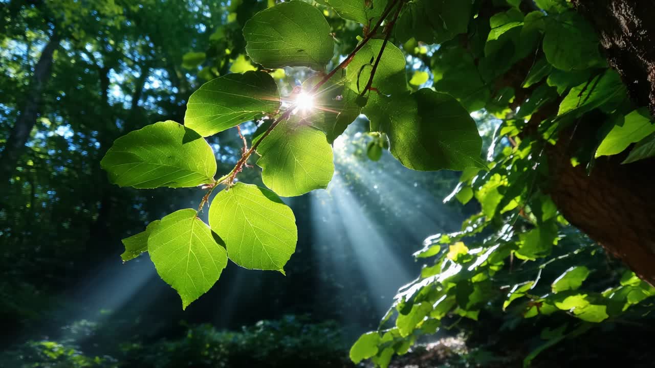 Sunlight Streaming Through Lush Green Leaves in a Serene Forest Setting, Creating a Magical Atmosphere with Soft Rays Illuminating the Natural Beauty and Vibrancy of the Foliage and Surroundings