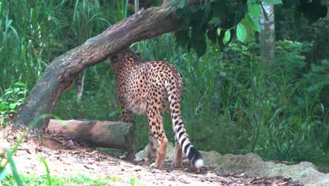 guepardo asiático macho dominante, acinonyx jubatus venaticus caminando por un árbol, marcando territorio con su olor orinando el área, movimiento de mano primer plano de una especie en peligro crítico