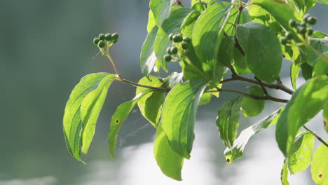 leaves on a branch, the sun reflects on the water