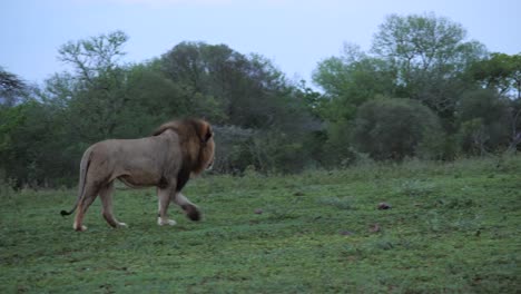 Panorámica:-Poderoso-León-Macho-De-Melena-Negra-Sube-Por-Una-Ladera-Cubierta-De-Hierba,-Por-La-Noche