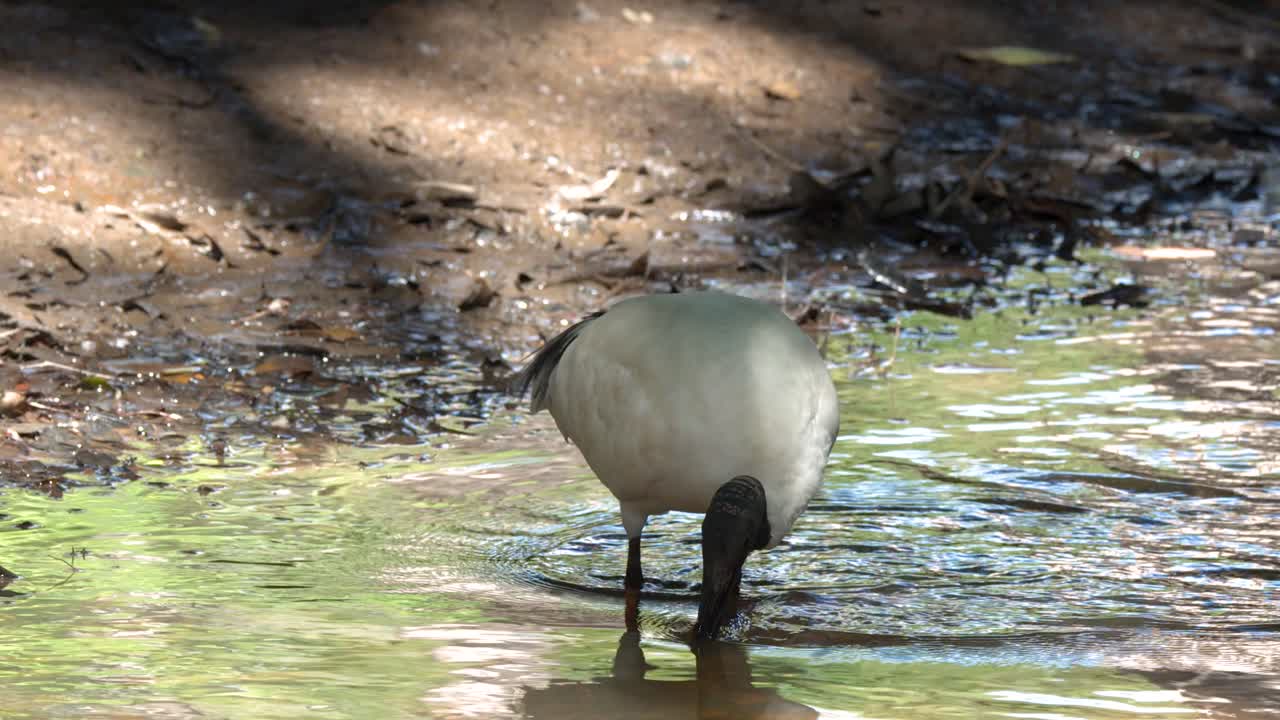 En australsk hvid ibis drikker og søger føde i lavt vand langs en solrig flodbred