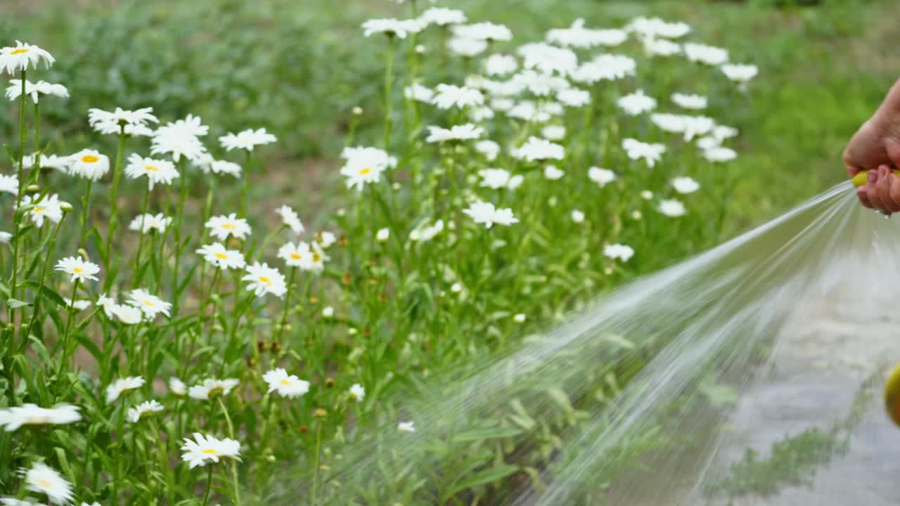 Process of watering white chamomiles in the garden. Woman is pouring water from a garden hose pipe on the flowers. Country rural agricultural scene.