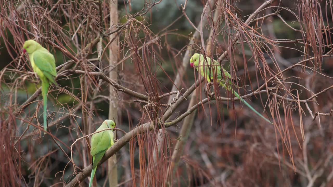 Wild tropical parrot birds sitting on tree branch, handheld view
