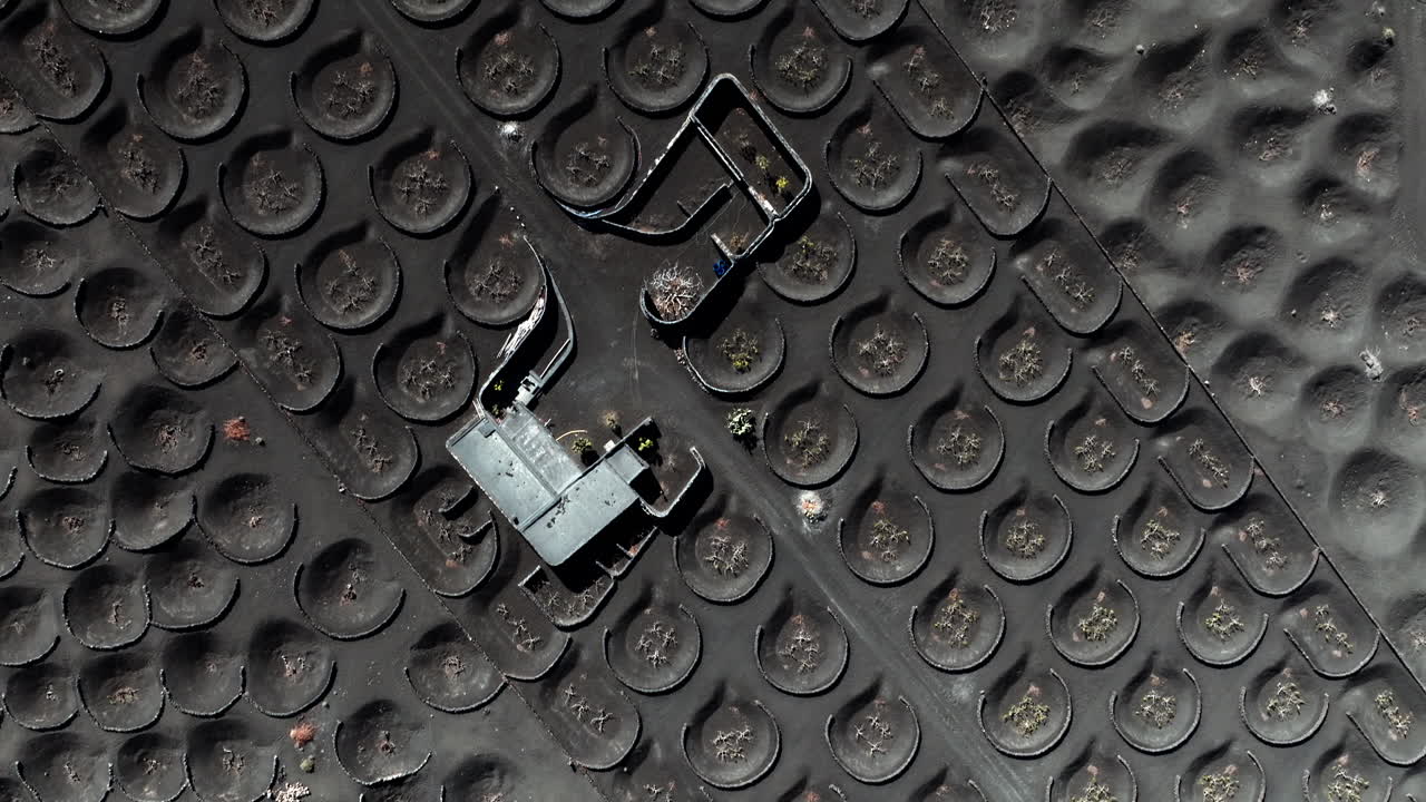 Aerial View of Volcanic Vineyard Landscape with Ruins